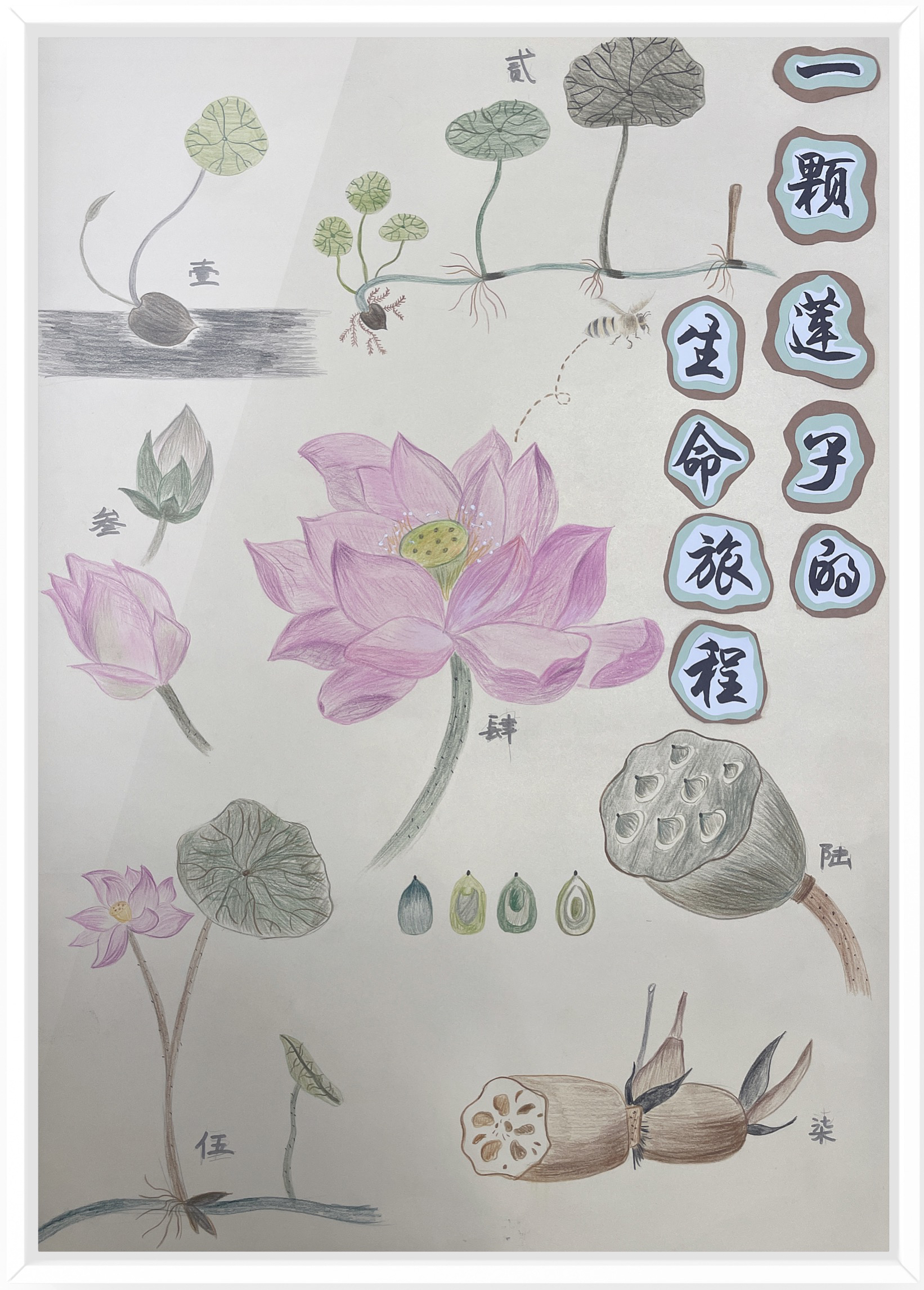 《一颗莲子的生命旅程》（作者：朱水铮、吴梦霁、张婷）.png